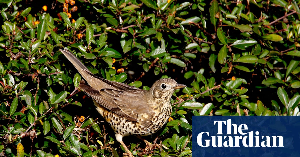 ‘It brings you closer to the natural world’: the rise of the Merlin birdsong identifying app