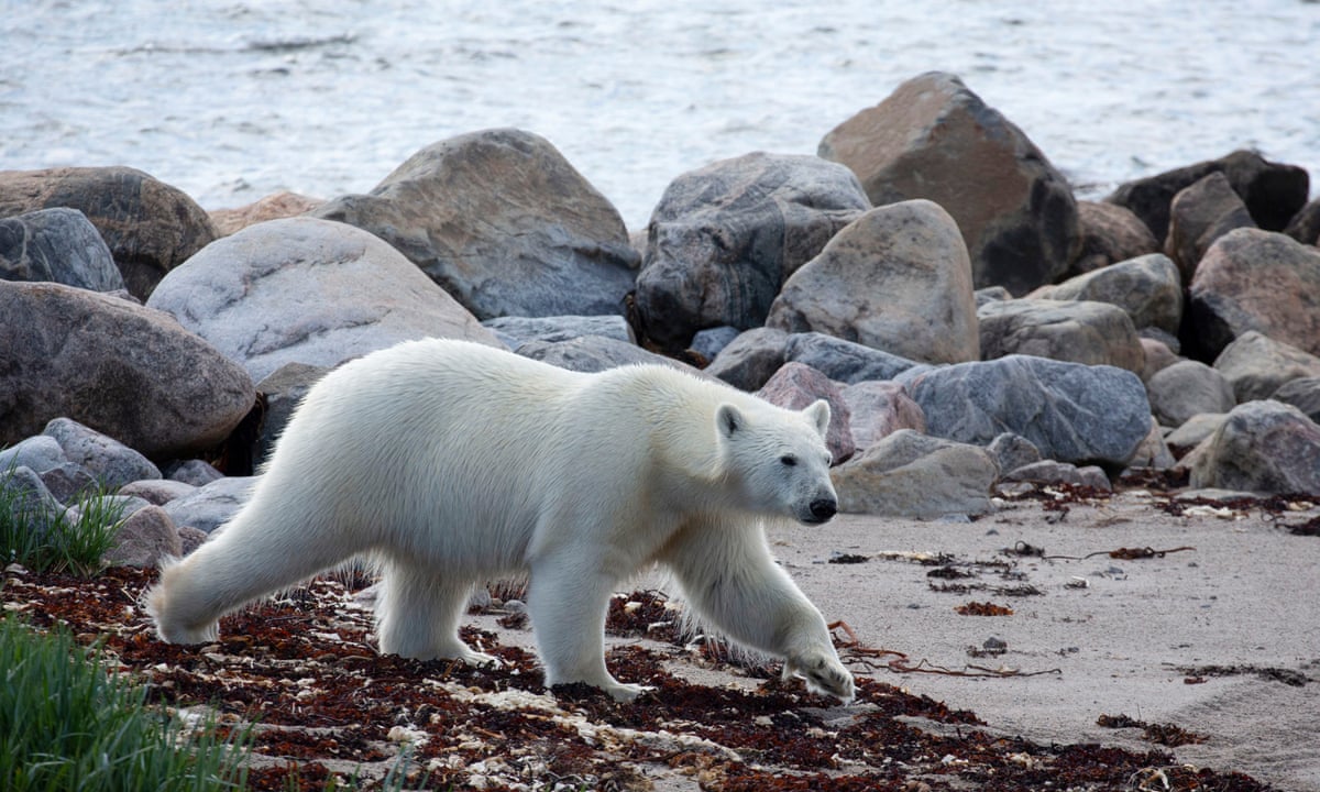Featured image of post Cartoon Polar Bear Sitting Down Penguin bear winter moose snowman tiger snow fox arctic igloo polar bear cubs polar bears kangaroo north pole panda horse sea