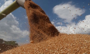 Una cosechadora carga un camión con trigo en un campo en la región de Kiev en 2020.