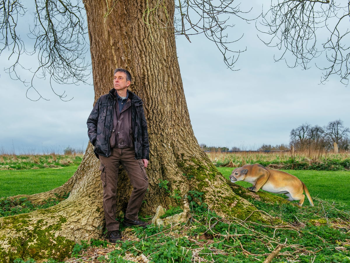 11 Fierce Facts About Scottish Wildcats Mental Floss