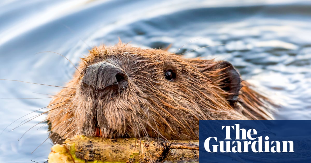 Rabies concerns grow in the US – but it’s unclear if there’s an increase of the fatal disease
