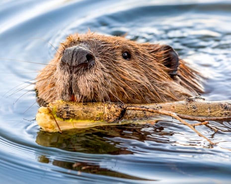 A beaver carries building material through the water.