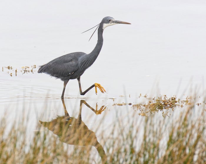 Tropical heron spotted in UK for first time as more exotic birds arrive to thrill birdwatchers