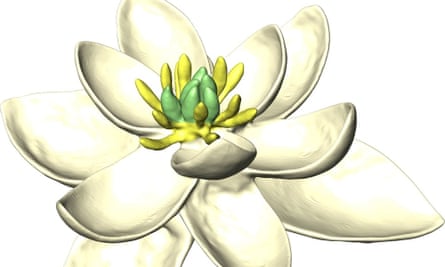 A three-dimensional reconstruction of the world’s first flower.