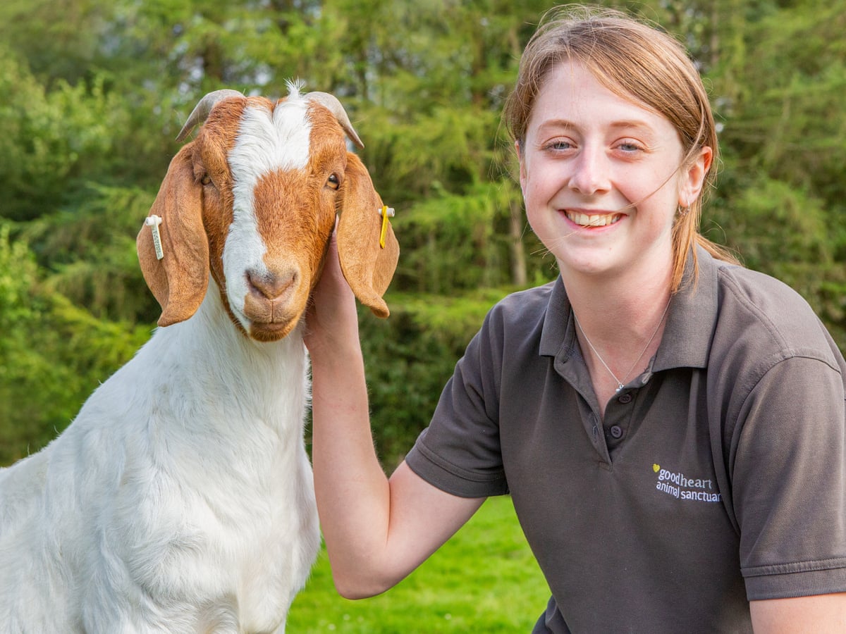 I quit a career in teaching to work for an animal sanctuary' | Consumer  affairs | The Guardian