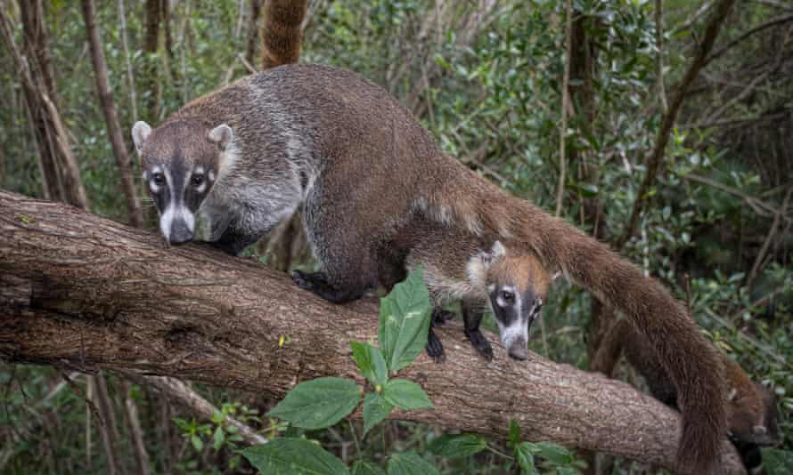 The Coati or Coatimundi (Nasua narica) belongs to the dog-like branch of the Carnivora.