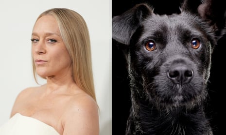 ‘I’m annoying, to some degree’: New York’s dog owners debate Chloë Sevigny’s anti