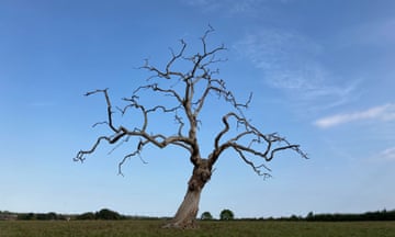 Oxfordshire, UK ‘A dramatic dead tree on the Wytham Woods estate.’