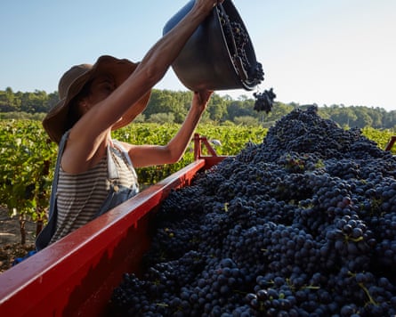 Person pours grapes from a bucket into a trailer