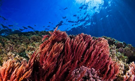 Red Mediterranean seaweed (Asparagopsis armata) on a rocky reef