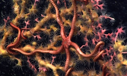 Deep sea corals.