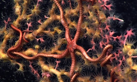 Deep sea coral with organisms: brittle star, octocoral, and zoanthid