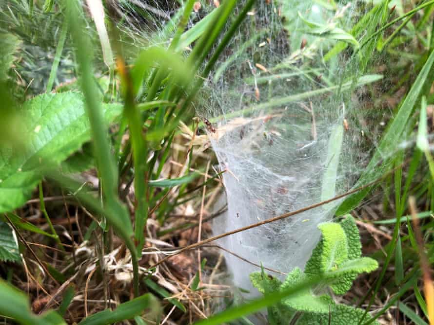 A labyrinth spider web from the side. The spider waits within its thickly-woven tunnel.