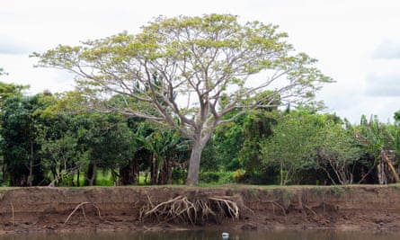 The hanging roots of a tree on the banks of the Nadi river in Yavusania village.