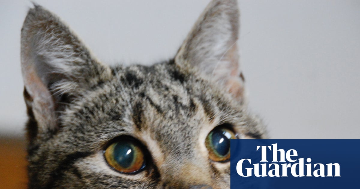 The pet I’ll never forget: Karl, the tabby who went to college and learned to use a toilet