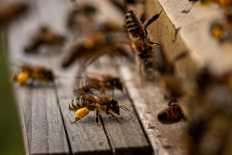 Scientists said a combination of parasites, pesticides, starvation and effects of the climate crisis keep causing large bee die-offs.