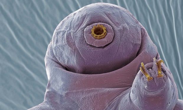 A scanning electron micrograph of a tardigrade, which can exist in a cryptobiosis state between life and death. 