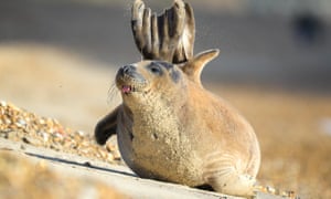 Remembrance And Sammy The Seal Tuesday S Best Photos News The Guardian