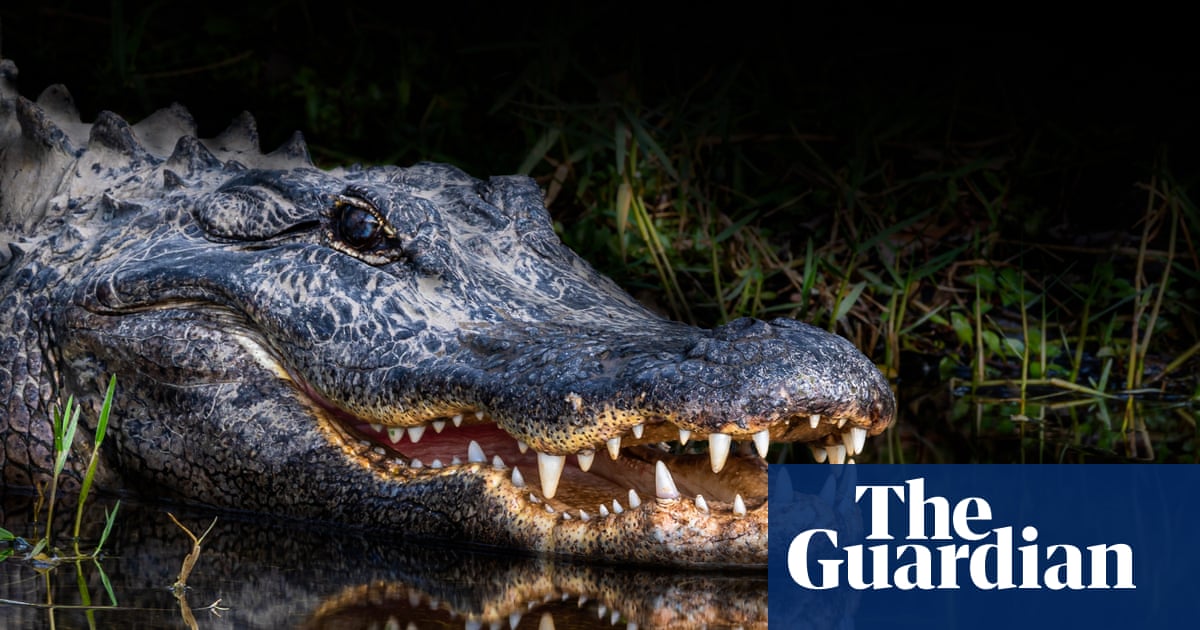 Florida woman’s autopsy report reveals extent of alligator attack