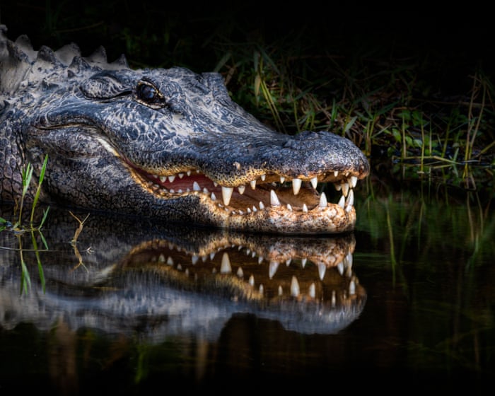 Florida woman’s autopsy report reveals extent of alligator attack — image supplied by The Guardian US's feed