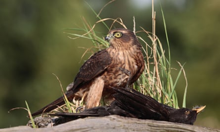 Young male sparrowhawk (Accipiter nisus) with blackbird on stump.