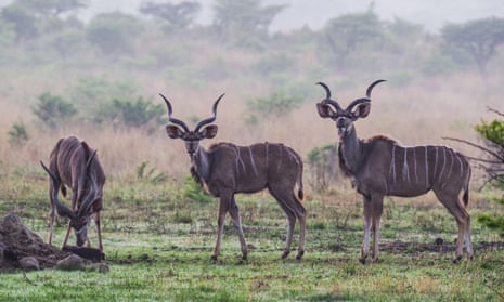 Three kudu in Nambiti game reserve in KwaZulu-Natal where visitor numbers have slumped.