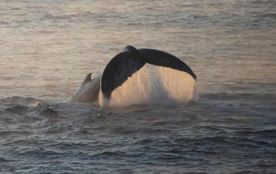 Humpback whales tail-slap in the ocean off Potter Point in the Kamay Botany Bay national park near Kurnell at first light.