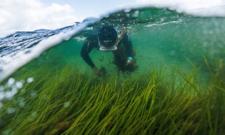 Marine Scientist Angela Stevenson of GEOMAR picks flowering seagrass in Laboe, Germany