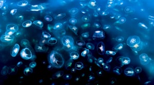  A composite image of four photographs of moon jellyfish (Aurelia aurita), photographed from the surface of Loch Na Keal, a sea loch on the west coast of Mull, Scotland. 