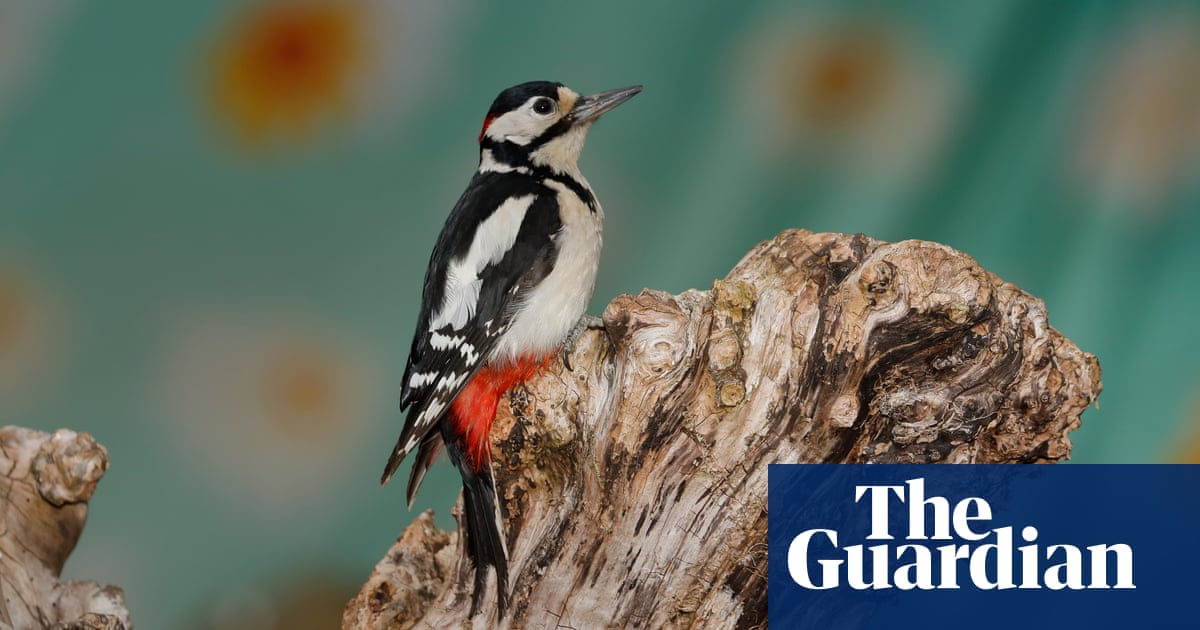 Woodpeckers and sparrows thrive in annual UK bird count