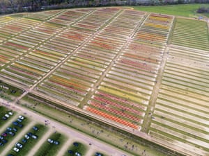 Centenas de pessoas colhem tulipas nas fazendas Holland Ridge em Nova Jersey, Estados Unidos