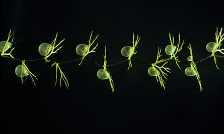 a strand of bladderwort floating in water against a dark background