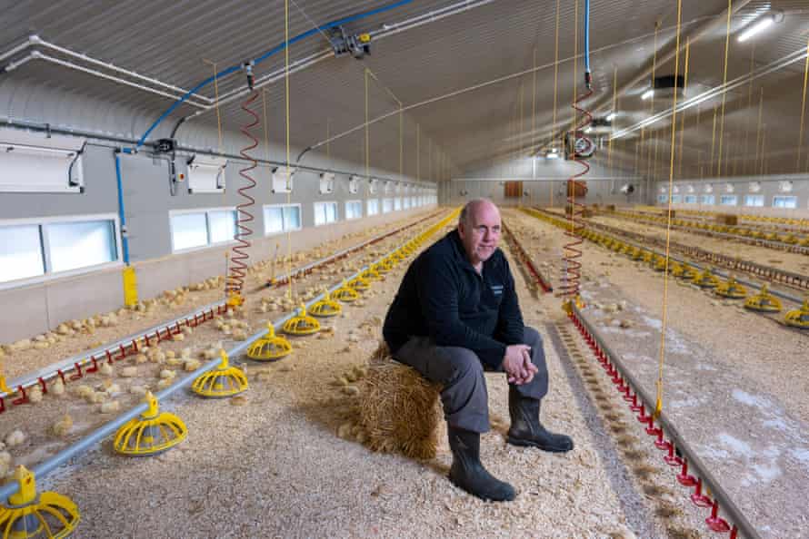Barton, in one of his chicken sheds.