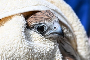 Um pequeno peneireiro-de-nanquim envolto em um cobertor branco