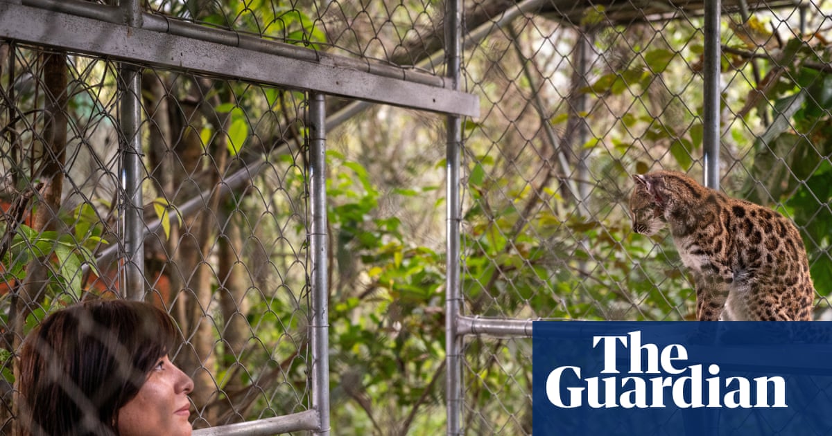 New Wild Cat Species Identified in Bolivia, First in Over a Century