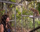 The Bolivian cloud forest region where the species was found