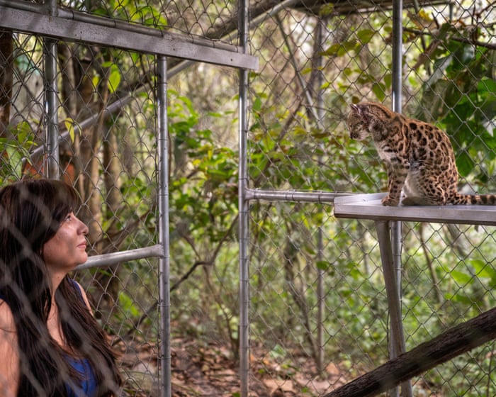 New cat species identified in Bolivia for first time in more than a century