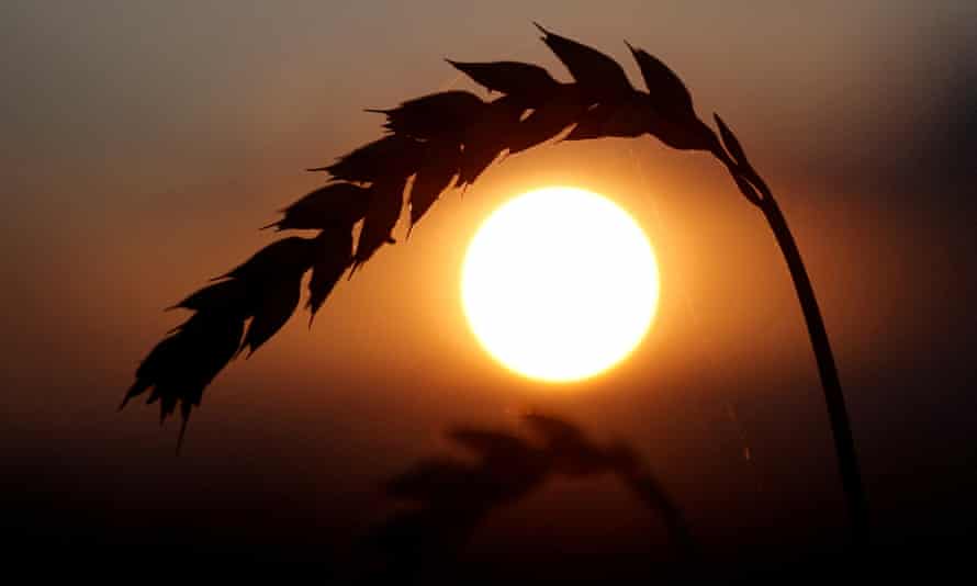 UK air travel industry urged to tackle ‘distressing’’ disruption; food prices hit record highs; Russia cuts interest rates – business live | Business 1 An ear of wheat in a field near the village of Hrebeni in Kyiv region, Ukraine.