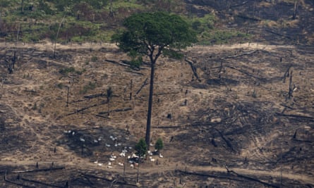 Cattle rest under the shadow of a tree, in a patch of land recently burned near Porto Velho, Brazil.