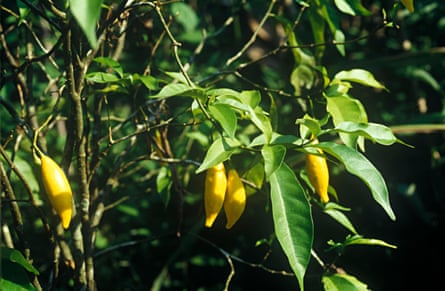 photo of the plant with green leaves and yellow fruits