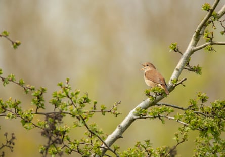 A nightingale perches on a branch