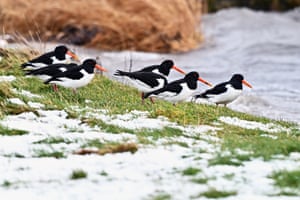 Kinross, Scotland  Oystercatchers huddle together on the loch shore in a break between heavy snow showers at Loch Leven national nature reserve. Much of Scotland has been affected by snow, with a Met Office yellow warning in force