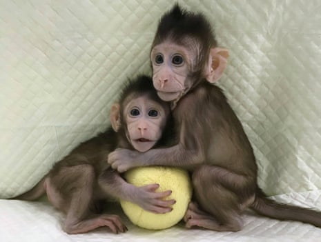 Long-tailed macaques monkeys Zhong Zhong and Hua Hua – the first primates to be cloned using transferred DNA.