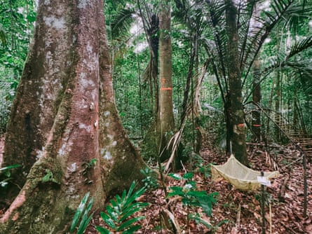 The base of a tree, known as arbre cathédrale, in Paracou, French Guiana.