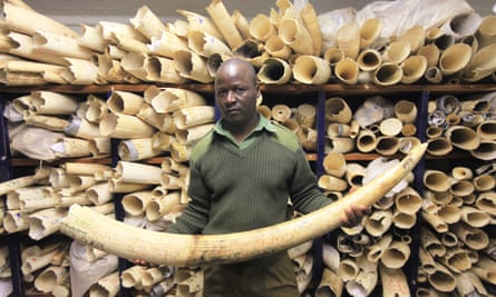 A Zimbabwe National Parks official holds an elephant task during a tour of the country’s ivory stockpile at the Zimbabwe National Parks Headquarters in Harare.