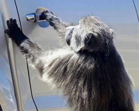 A baboon trying to open a car door.