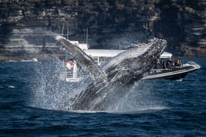 Uma baleia jubarte navegando pela costa leste da Austrália, vista da praia de Manly