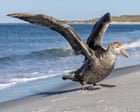 East Coast on Alert: Suspected Deadly Bird Flu Reaches NSW Shores