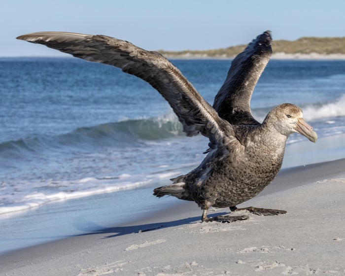 NSW records first suspected case of deadly H5 bird flu as virus reaches Australia’s east coast