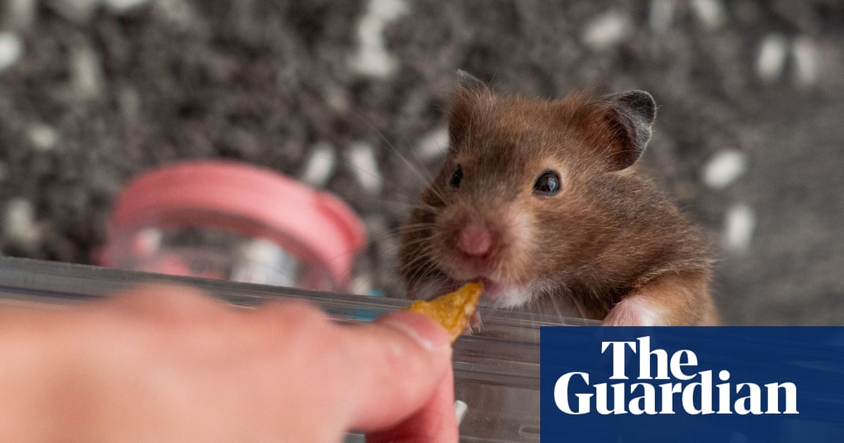 Hamsters can transmit Covid to humans, data suggests